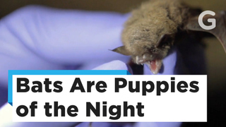 Bats Are Good, But We Need to Leave Them Be<em></em>